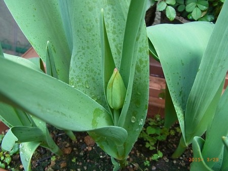 花茎が伸びてきたチューリップ 2015/03/29