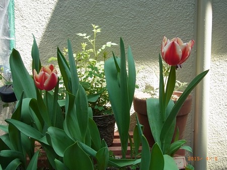 チューリップ開花 2015/04/06