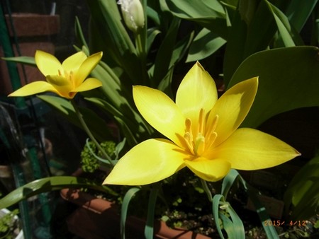 チューリップ・クリサンサ 2015/04/12