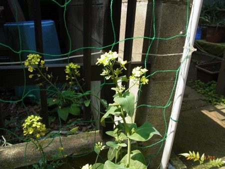 小松菜の花 満開!
