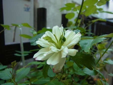 ミニバラ開花