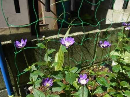 次々に咲くミヤコワスレ