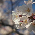 観覧車近くの桜.2