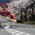 桜と大久保橋