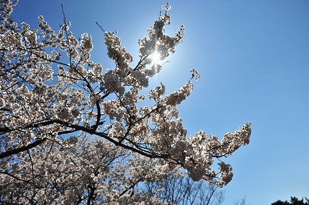 2012/4 Cherry blossom＠千鳥ヶ淵-3