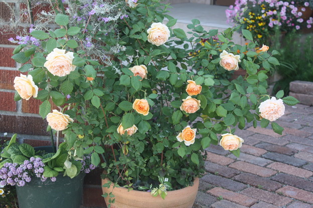 どこでもｸﾗｳﾝﾌﾟﾘﾝｾｽ ﾏﾙｶﾞﾘｰﾀを植えたい 花もちがいいバラ Searching My Garden 楽天ブログ