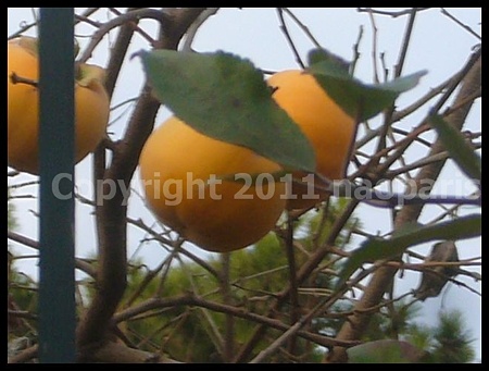 P2930634
