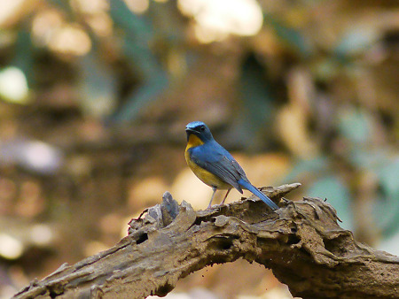 ミヤマヒメアオヒタキ(Hill Blue Flycatcher) P1060798_R