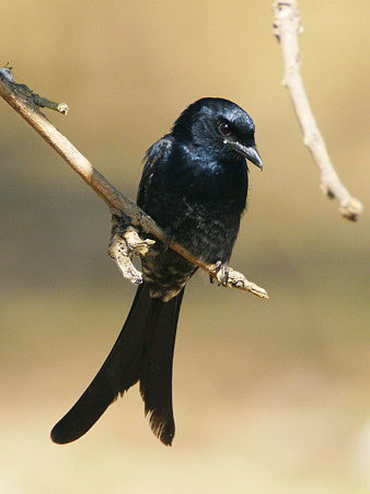 オウチュウ(Black Drongo) P1110186_R