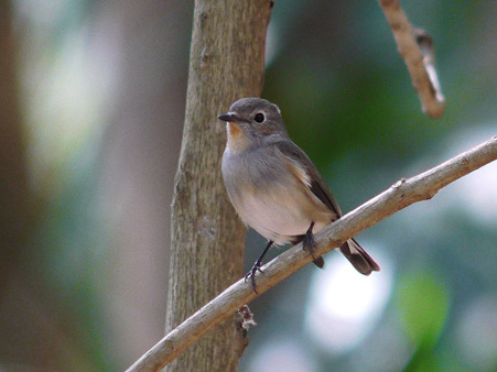 オジロヒタキ(Red-throated Flycatcher) P1120581_R
