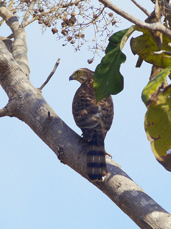 マダラチュウヒ♀(Pied Harrier) P1030584_R