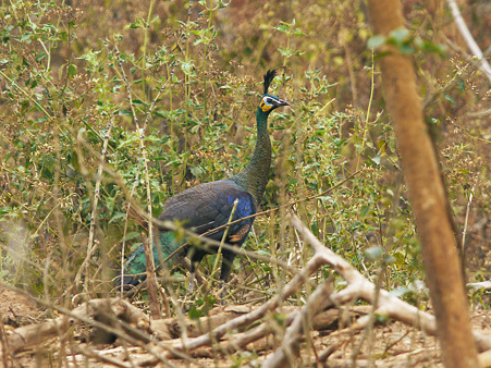 マクジャク(Green Peafowl) P1160310_R