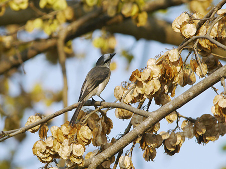 サンショウクイ♂(Ashy Minivet) P1160683_R