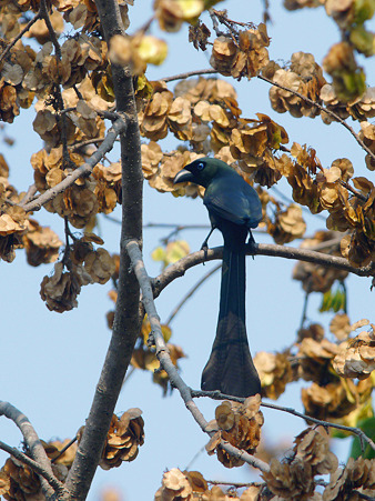 クロラケットオナガ(Racket-tailed Treepie) P1160858_R2