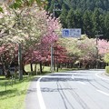 Photos: 播州トンネル前の桜(2)