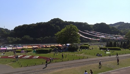 相模川 高田橋 鯉のぼり こちらはダイナミック