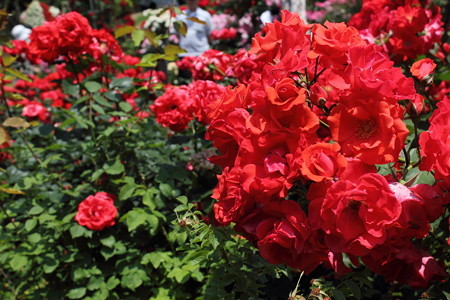花巻温泉バラ園・4