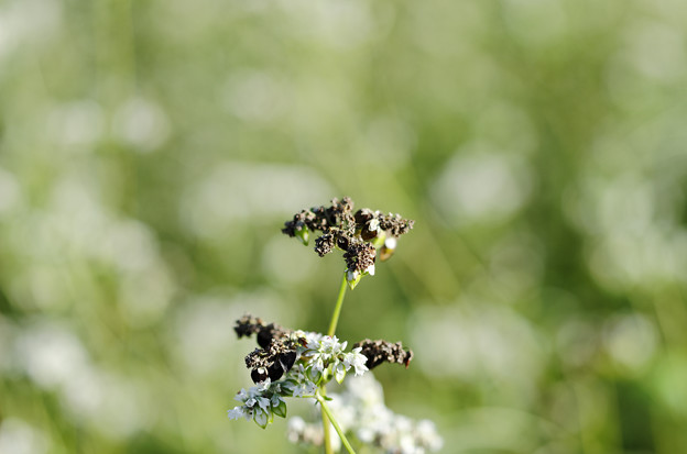 Photos: 黒そばの花。2011