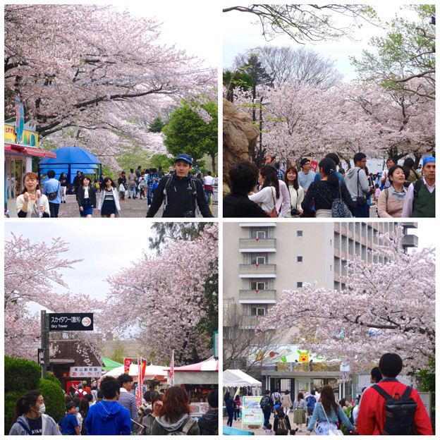 春の東山動植物園:桜が満開♪(2015/4/4)- 1