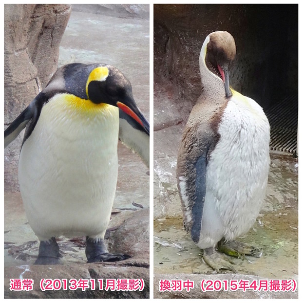 東山動植物園:換羽時とそうでない時のオウサマペンギン - 3