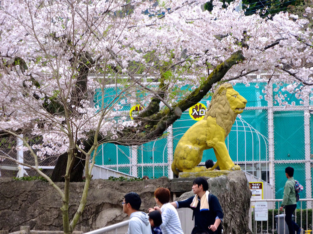 春の東山動植物園 No - 029:満開の桜とライオン像(2015/4/4)