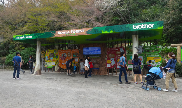 春の東山動植物園 No - 064:リニューアルされた(?)コアラ舎前の施設「コアラの森」