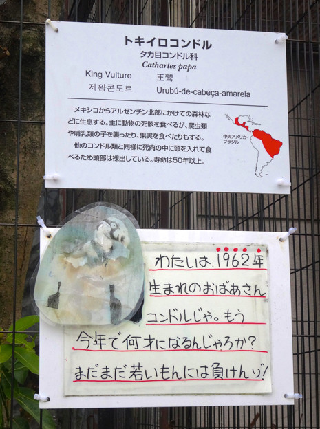 春の東山動植物園 No - 140:53歳(1962年生まれ)!?の、トキイロコンドル