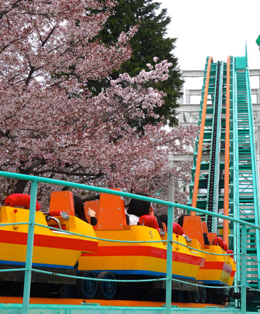 春の東山動植物園 No - 151:満開の桜(2015/4/4)