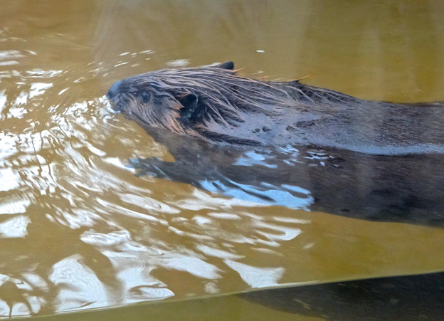 春の東山動植物園 No - 164:新しいビーバー舎で泳ぐ、アメリカビーバー