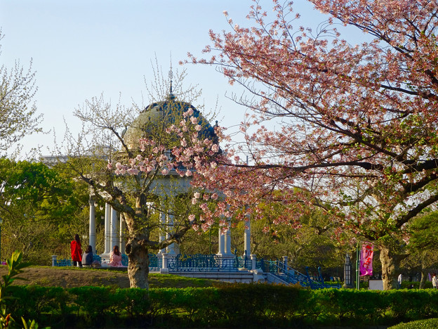 鶴舞公園花まつり 2015 No - 40:桜越しに見た奏楽堂