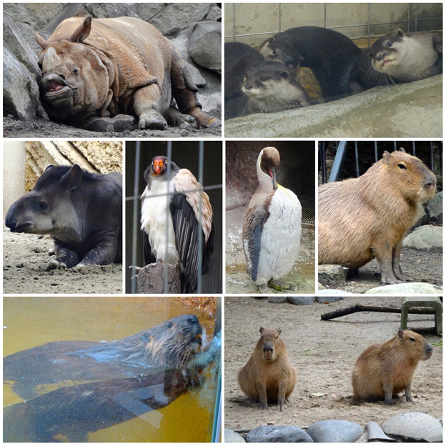 東山動植物園の様々な動物たち - 1