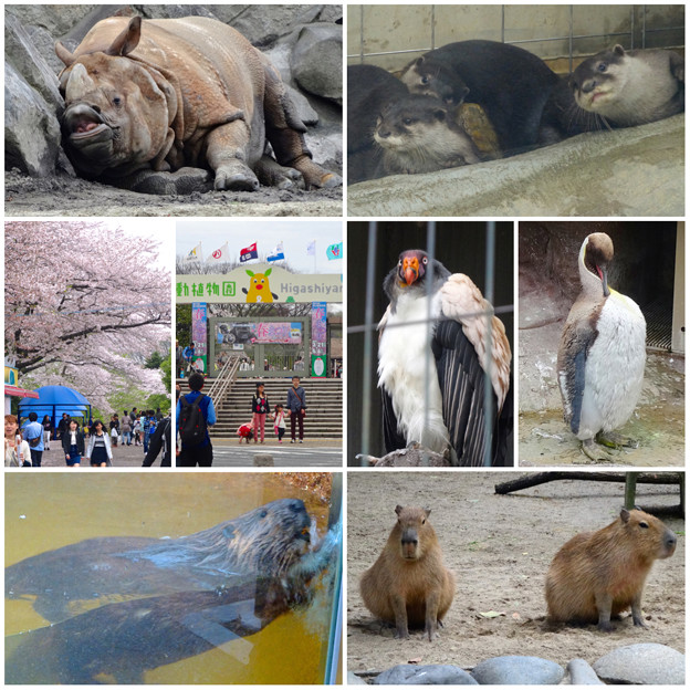 東山動植物園の様々な動物たち - 2