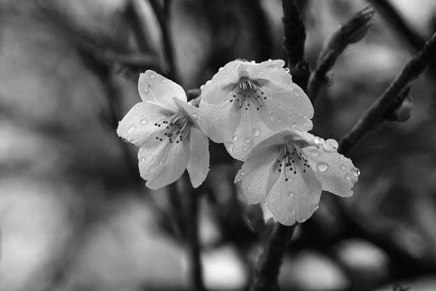 _SDI6248