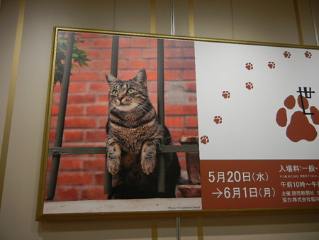 岩合光昭の世界ネコ歩き 写真展