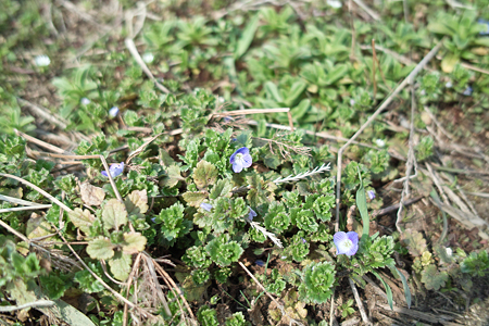 flower03112012dp2