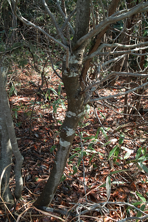 tree03142012dp2-01