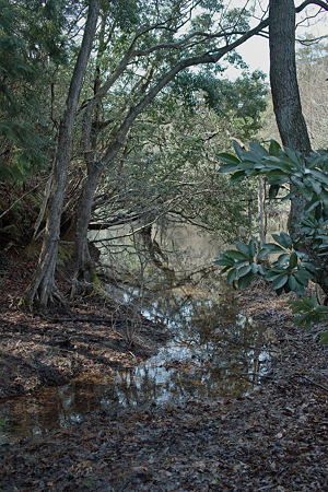 swamp03142012dp2