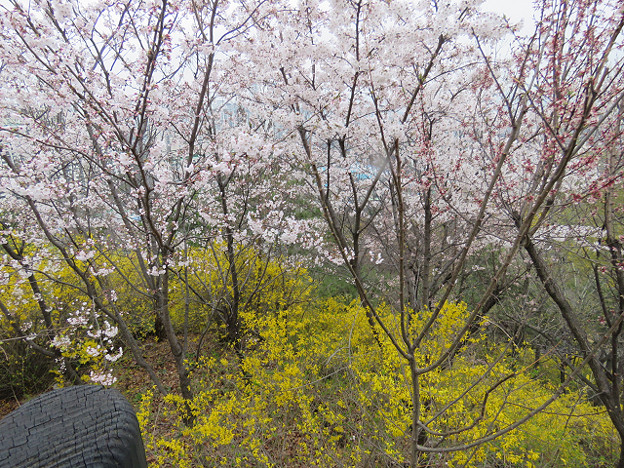 resize3151 写真: resize3151