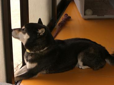 僕は平気だけど