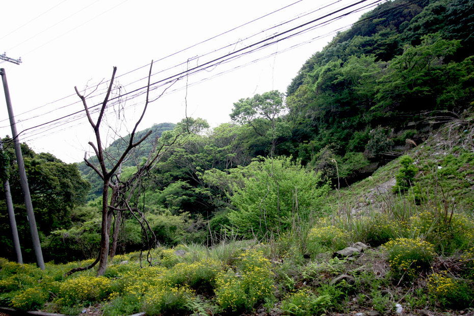 淡路島　サイクリング