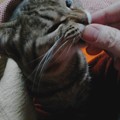 Photos: 横着して炬燵から頭だけ出してエサ量った指をしゃぶる地底怪猫ぶきら。