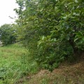 奈良県池部中良塚古墳