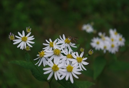 IMGP9692_0928