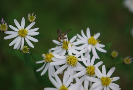 IMGP9703_0928