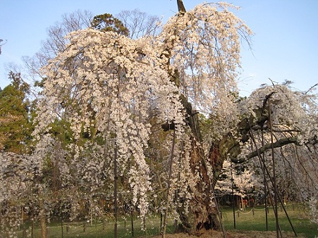 上賀茂神社の御所桜