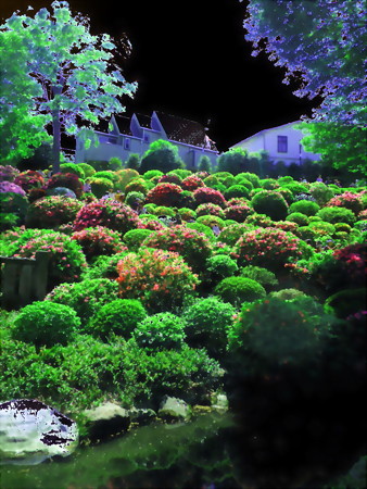 花物語_つつじ-01