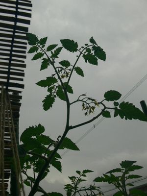 P1130387