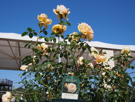 P5050391