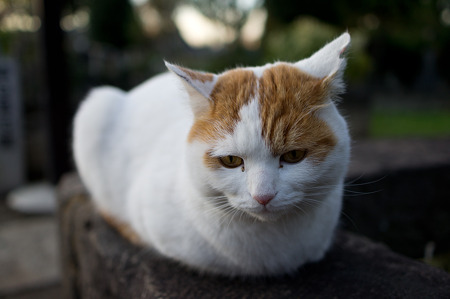 谷中墓地の猫