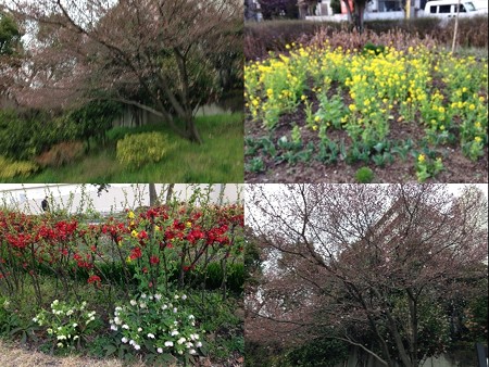春の花